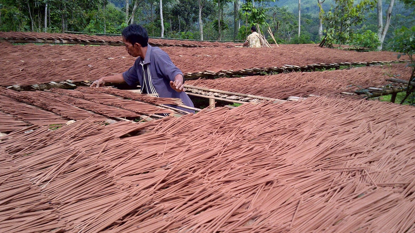 Kebun jeruk Dusun Bedali