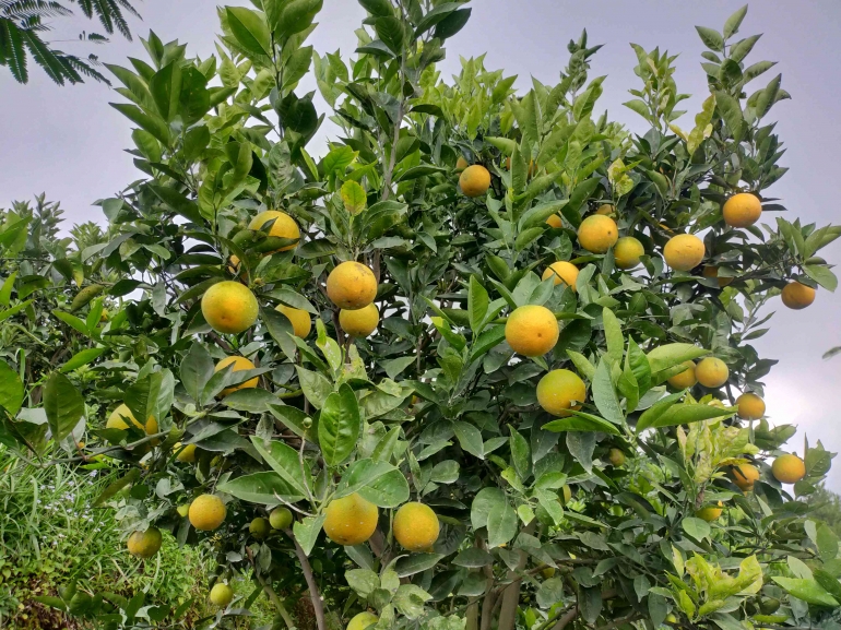 Hamparan kebun jeruk Dusun Bedali
